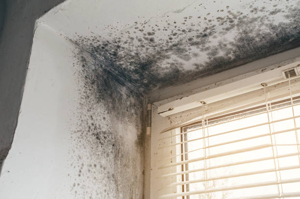 Affordable Mold Remediation solutions in Ashland, OR